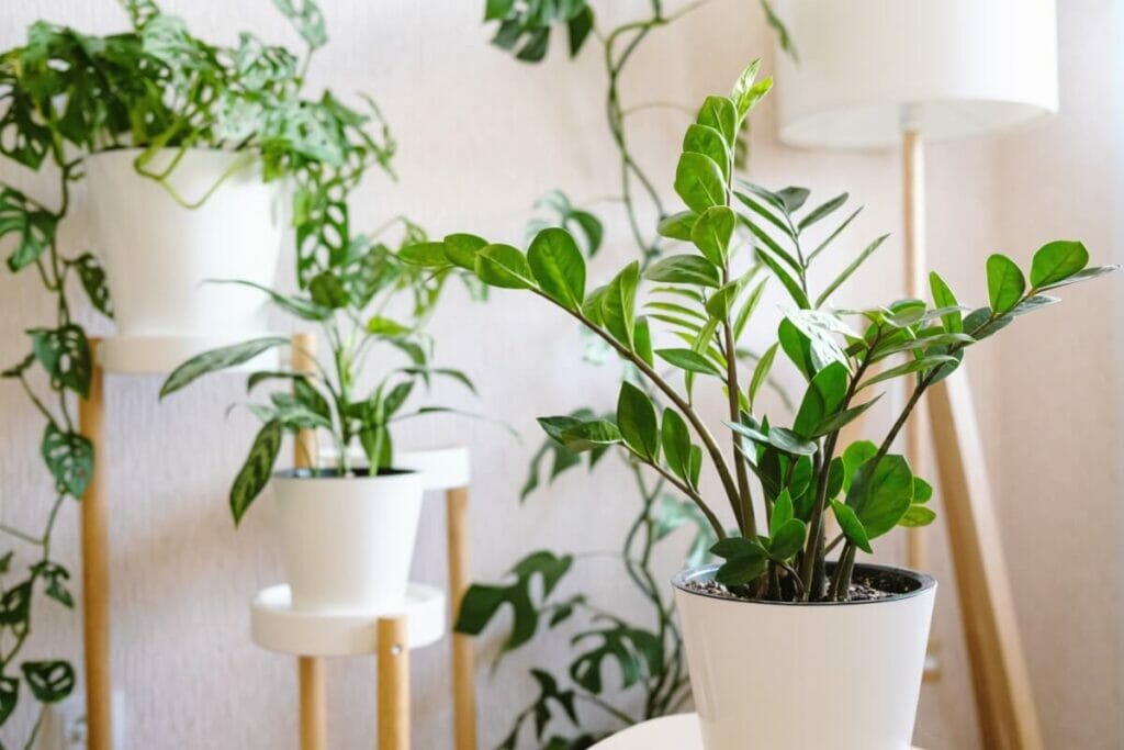 Quand arroser les plantes ZZ