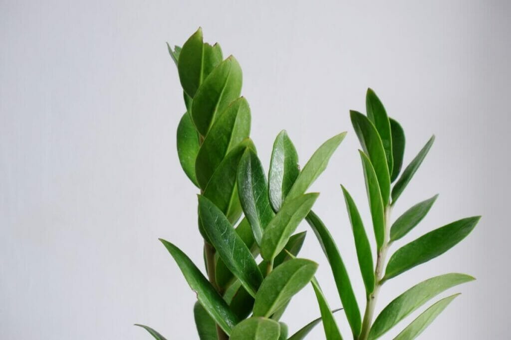 Les signes d'un arrosage excessif de votre plante ZZ