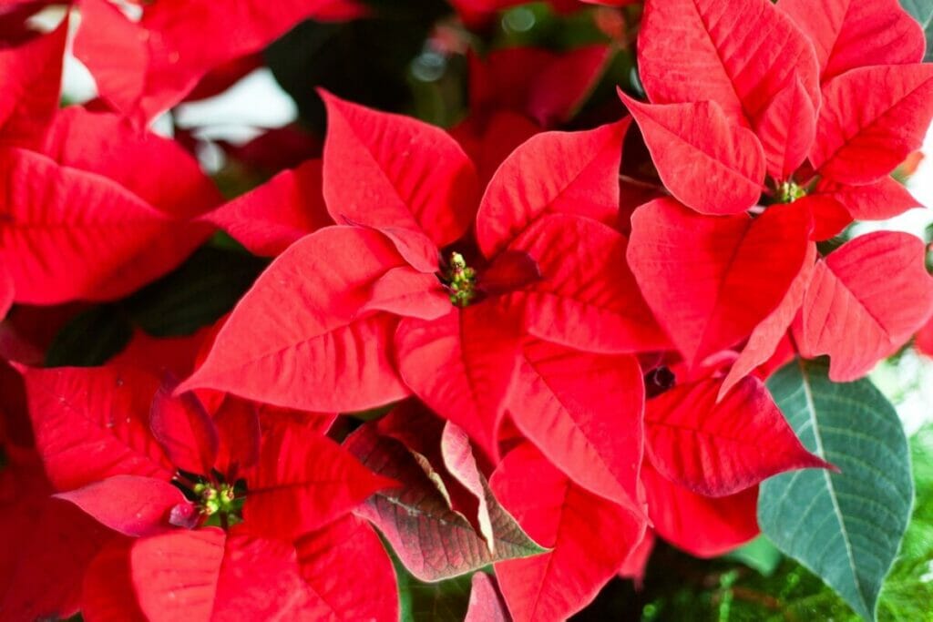 L'importance d'un terreau bien drainant pour les Poinsettias