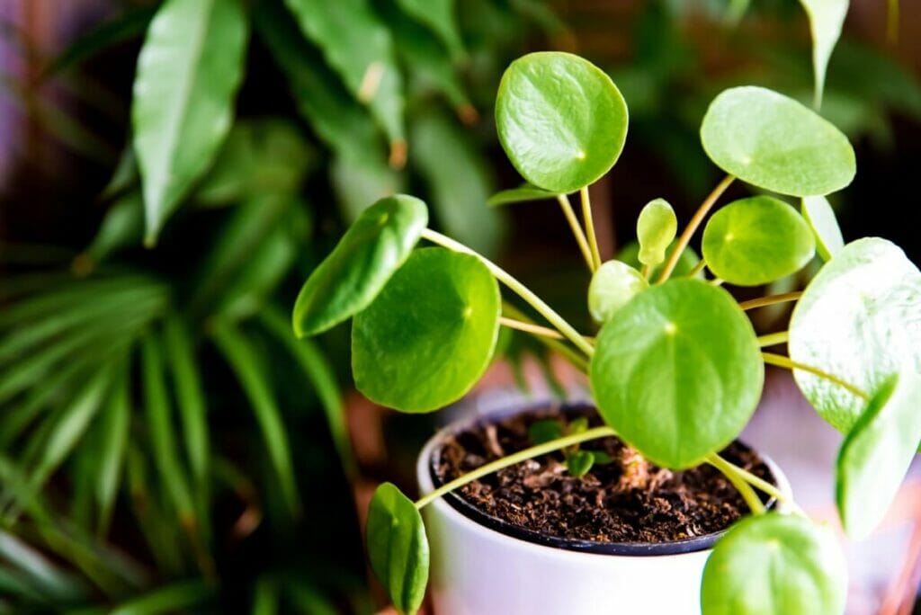 Recette maison du mélange de rempotage Peperomia Peperomioides