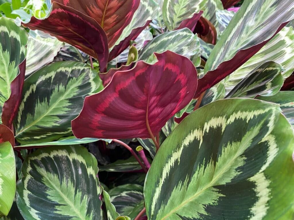 A propos de Calatheas