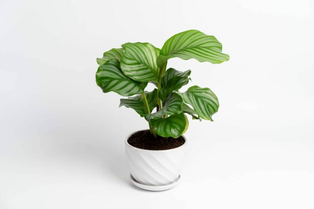 Comment arroser les calathéas