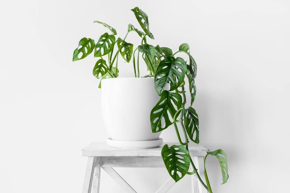 Toutes les plantes de monstera ont-elles besoin d'être fertilisées ?