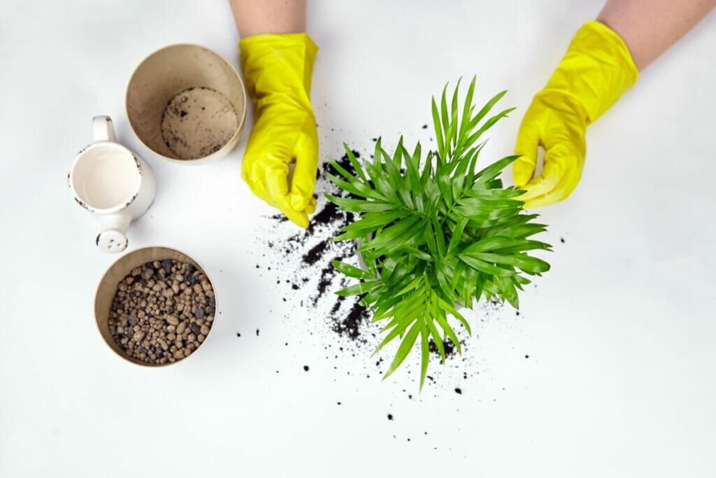 Le meilleur mélange de plantation de palmiers de salon, recette maison