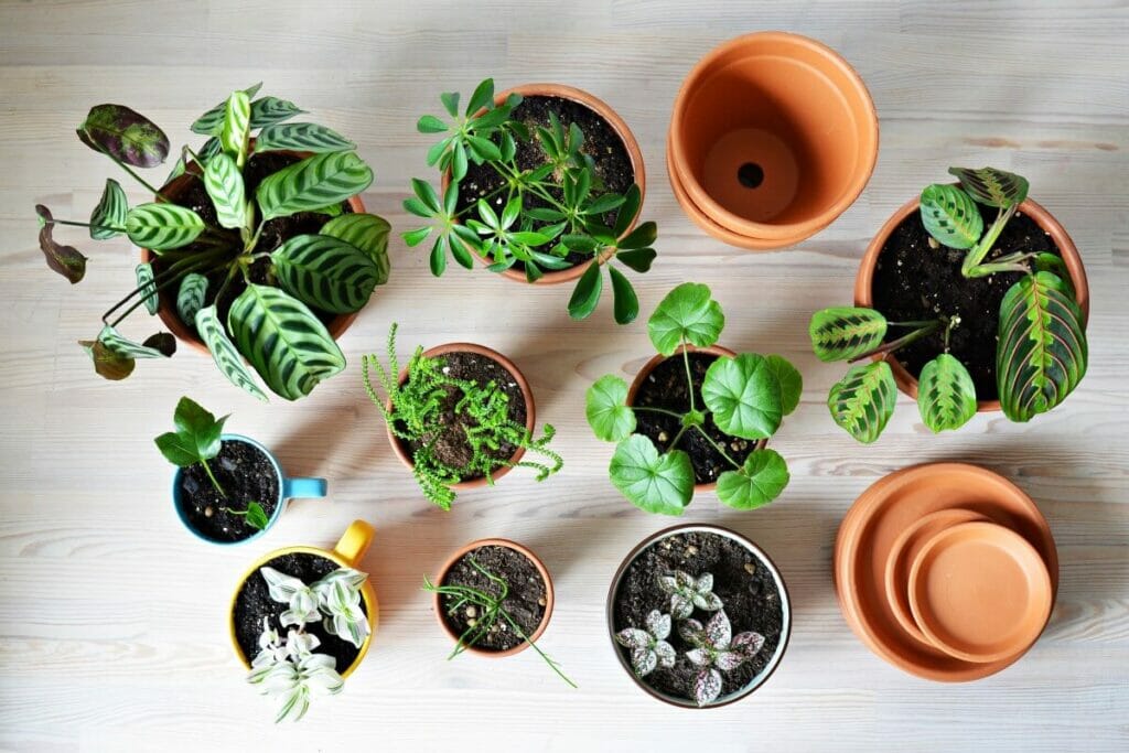 Comment propager une plante Calathea