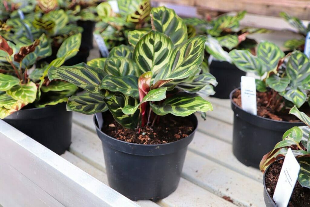 Considérations clés pour la multiplication d'une plante de Calathea