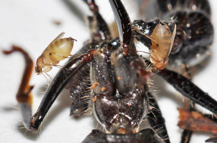 mouche phoride Apocephalus paraponerae