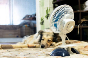 Canicule et animaux de compagnie : comment protéger nos amis à poils ?