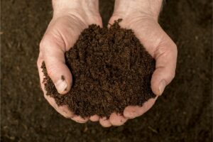 Potager bio-intensif : maximiser les récoltes sans produits chimiques