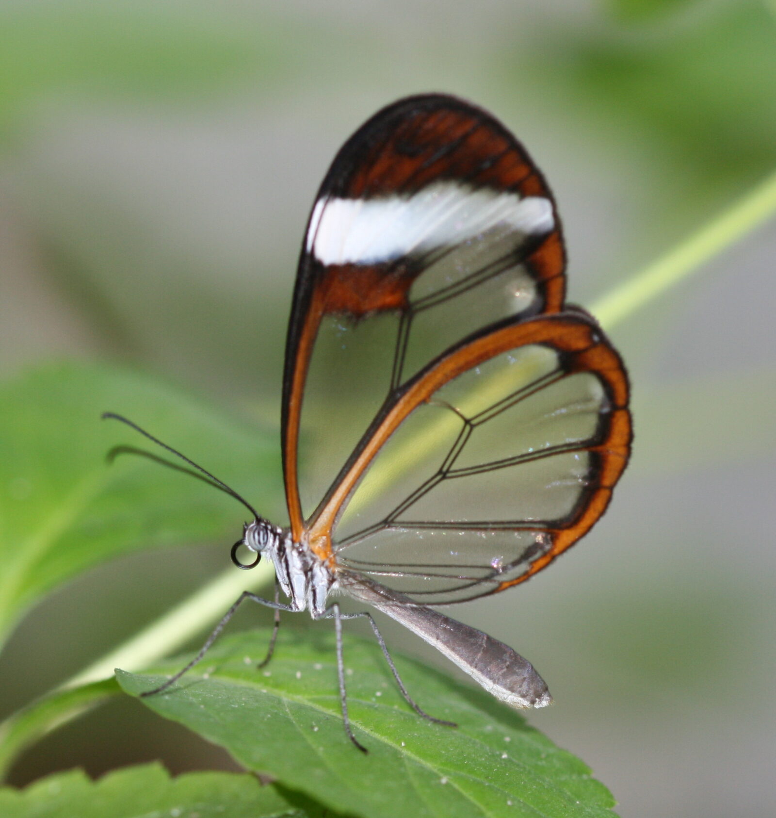 Greta Oto Papillon Verrier
