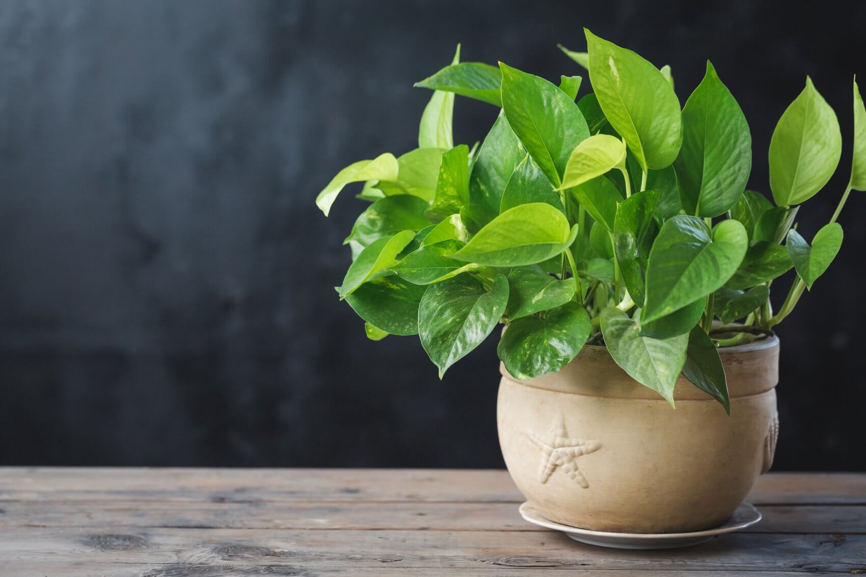 Choisir le bon terreau pour plantes d'intérieur