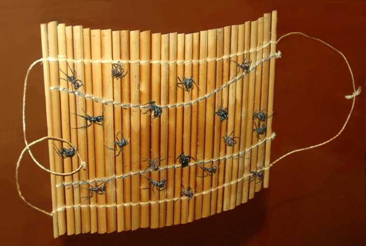 Plastron pour rite de passage avec la fourmi balle de fusil