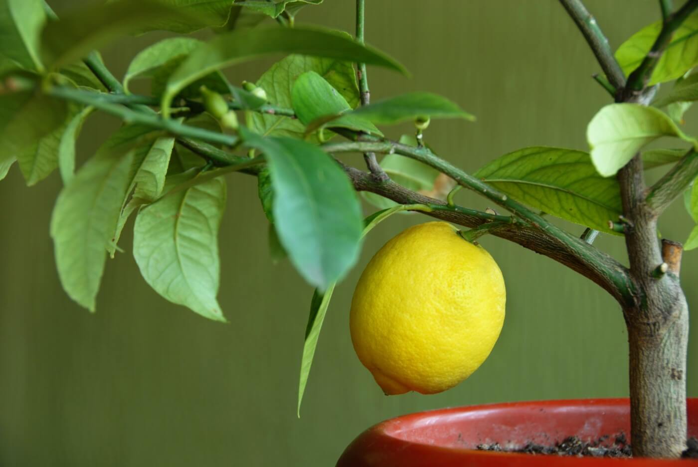 Arrosage du citronnier : fréquence, besoin et apport d'engrais