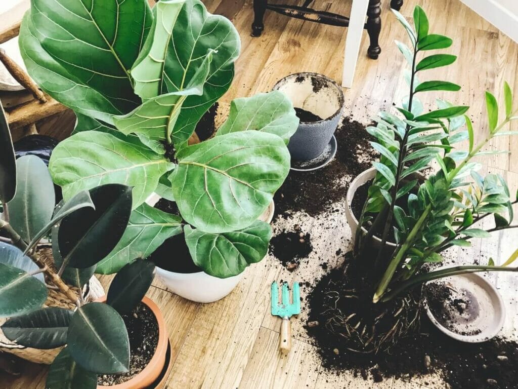 Le meilleur terreau pour rempoter les plantes ZZ