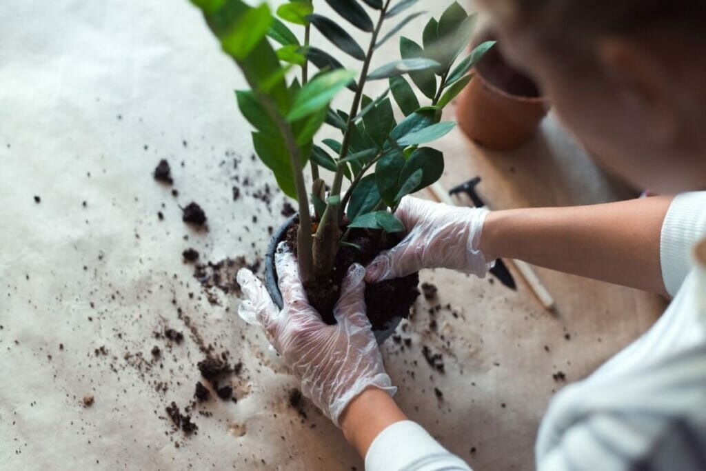 Comment mélanger la terre pour les plantes ZZ ?