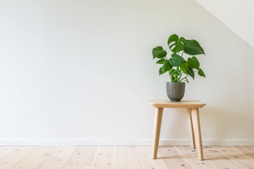 Un plant de monstera en pot est posé sur une table en bois dans une pièce très éclairée.