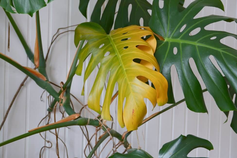 Un plant de monstera avec une feuille jaune 