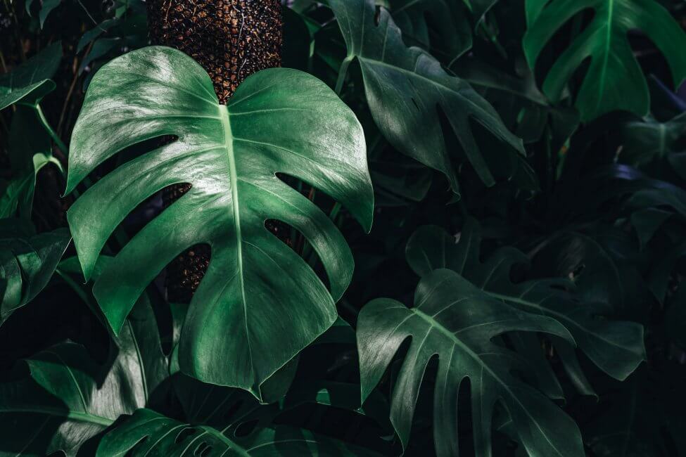 Une plante de monstera poussant dans la jungle sous la canopée de la forêt.