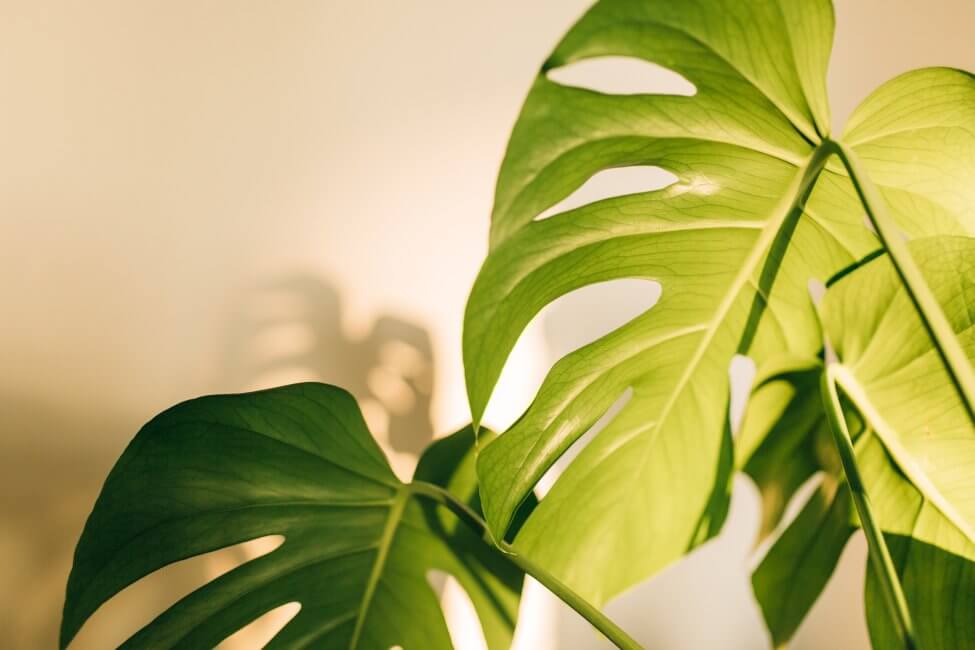 Pourquoi la lumière est importante pour les plantes
