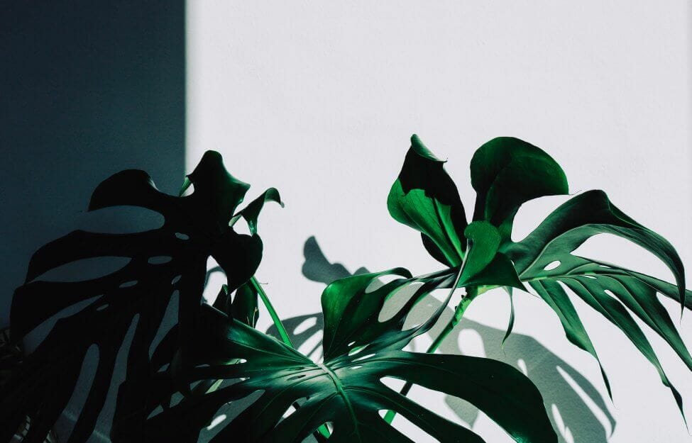 Un plant de monstera dans une pièce sombre et peu éclairée