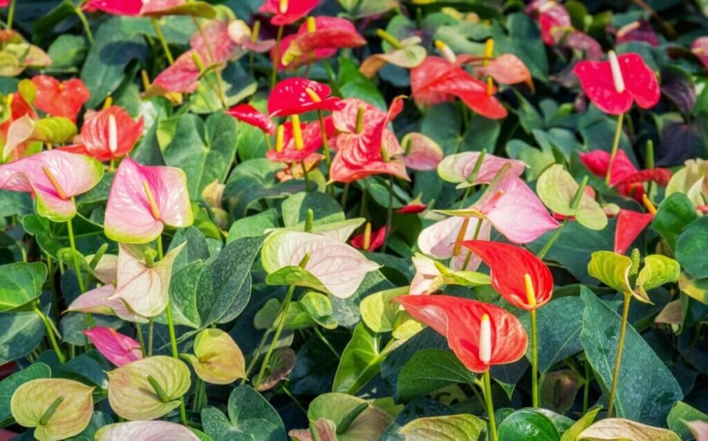 Types populaires d'anthuriums