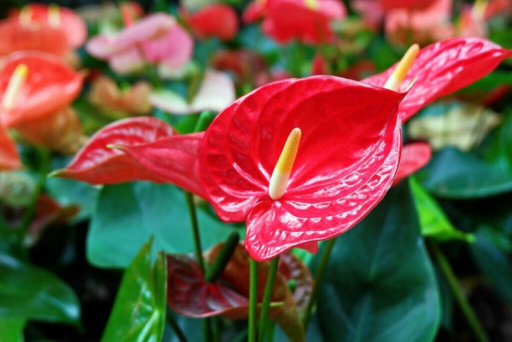 A propos des anthuriums