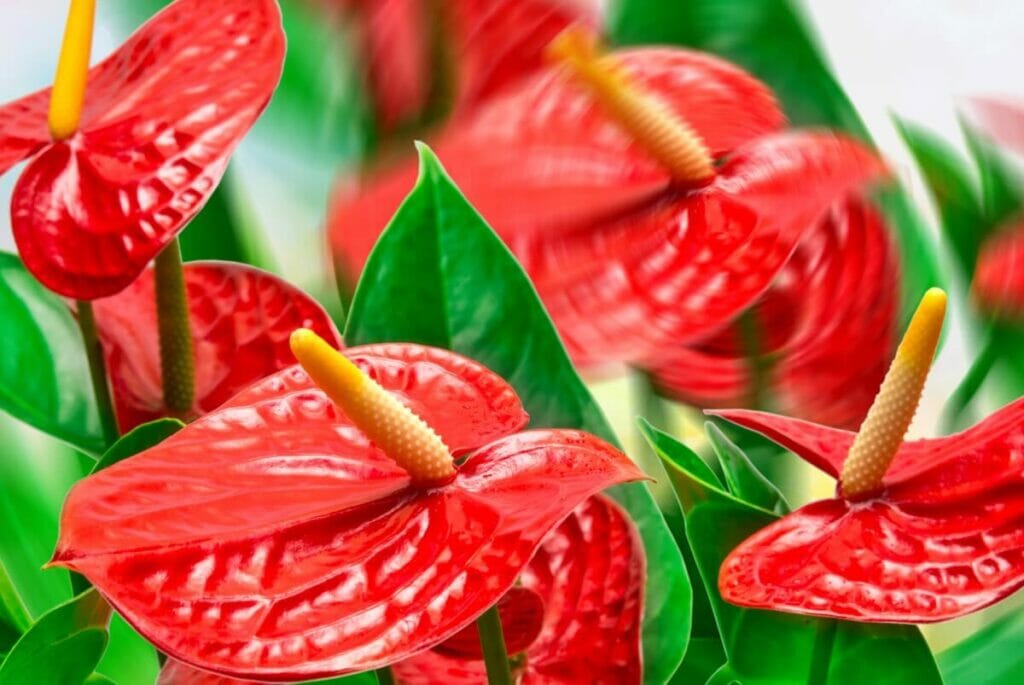 La signification, le symbolisme et l'importance culturelle des anthuriums