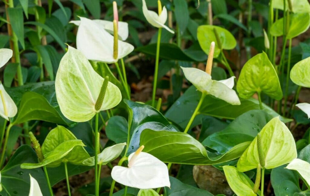 Signification et symbolisme de l'anthurium vert