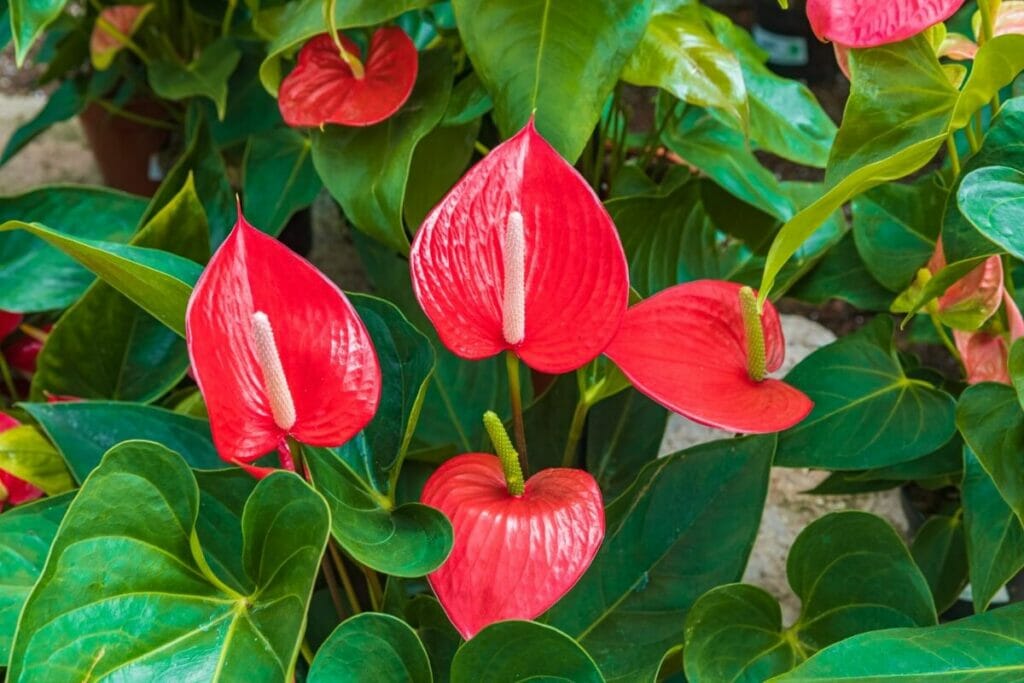 Signification et symbolisme de l'anthurium rouge