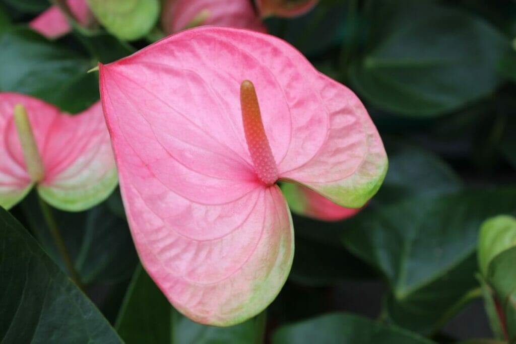 Signification et symbolisme de l'anthurium rose