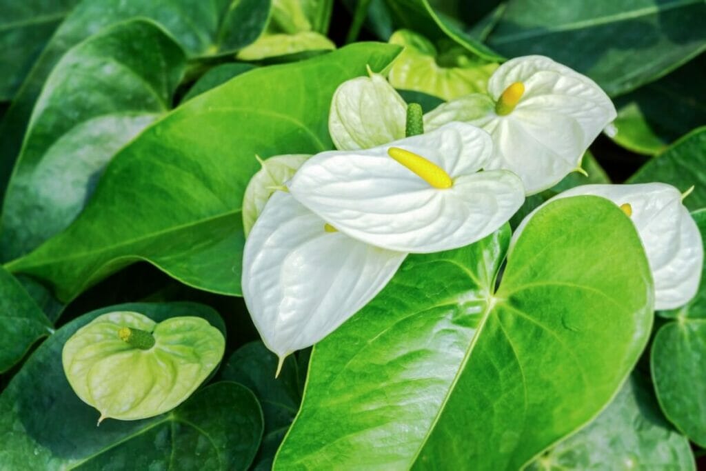 Signification et symbolisme de l'anthurium blanc