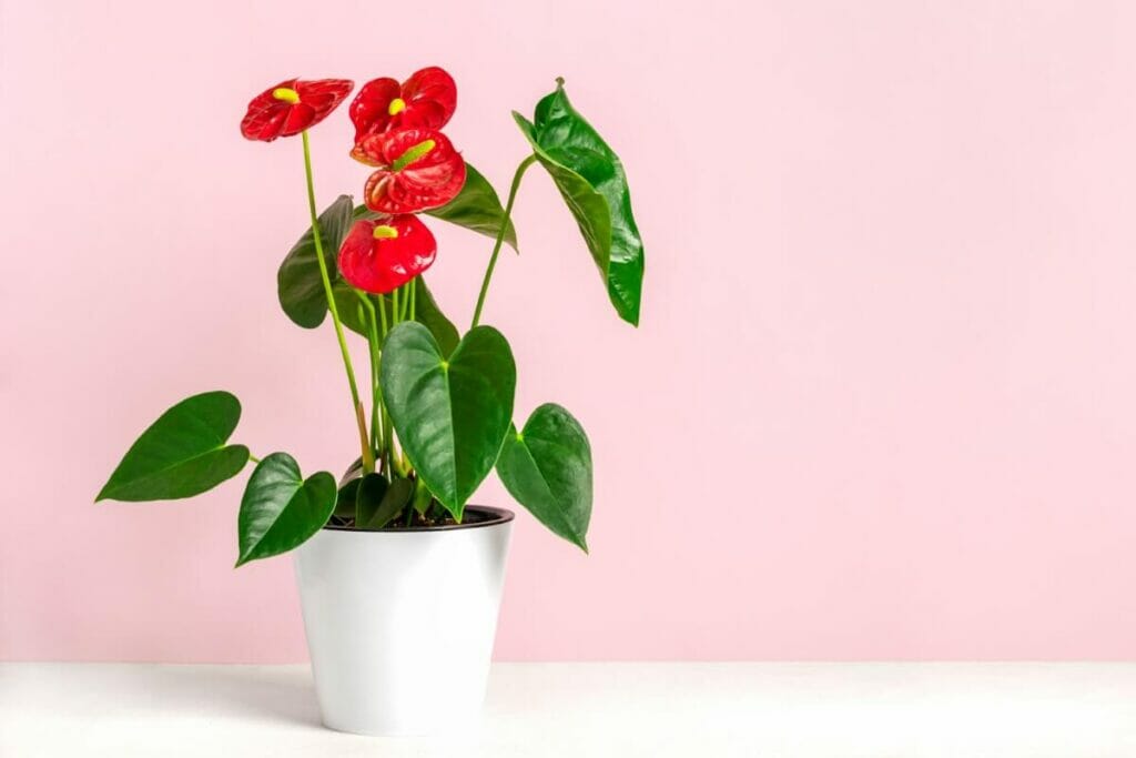 Occasions de cadeaux appropriées pour les anthuriums