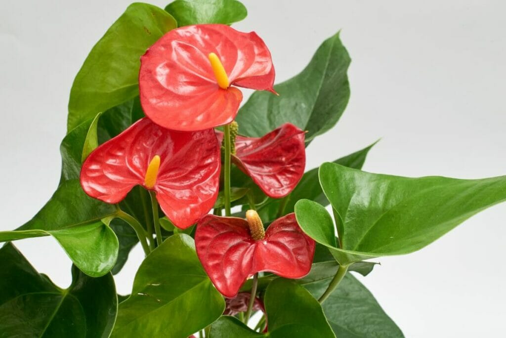 Les anthuriums dans le Feng Shui