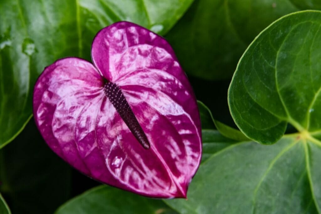 Signification et symbolisme de l'anthurium pourpre
