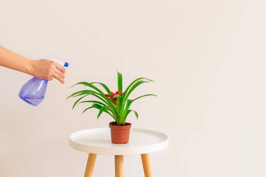 Les plantes de broméliacées ont-elles besoin d'être arrosées ?