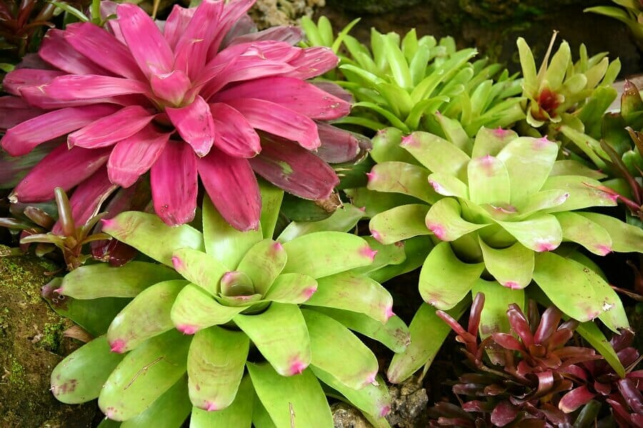 Quand arroser les plantes de broméliacées