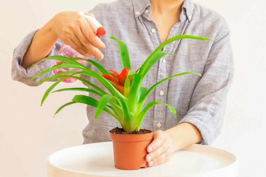 Comment arroser les plantes de broméliacées