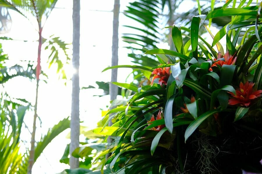 Les conditions de lumière pour la croissance des plantes de broméliacées