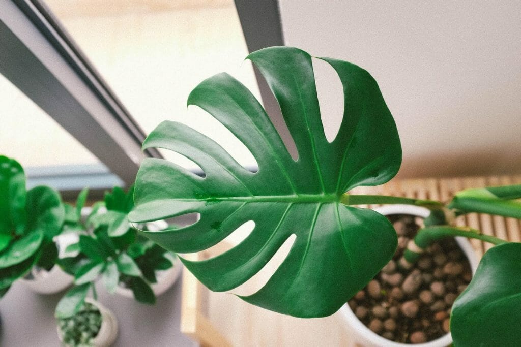 Feuilles de monstera d'un vert éclatant