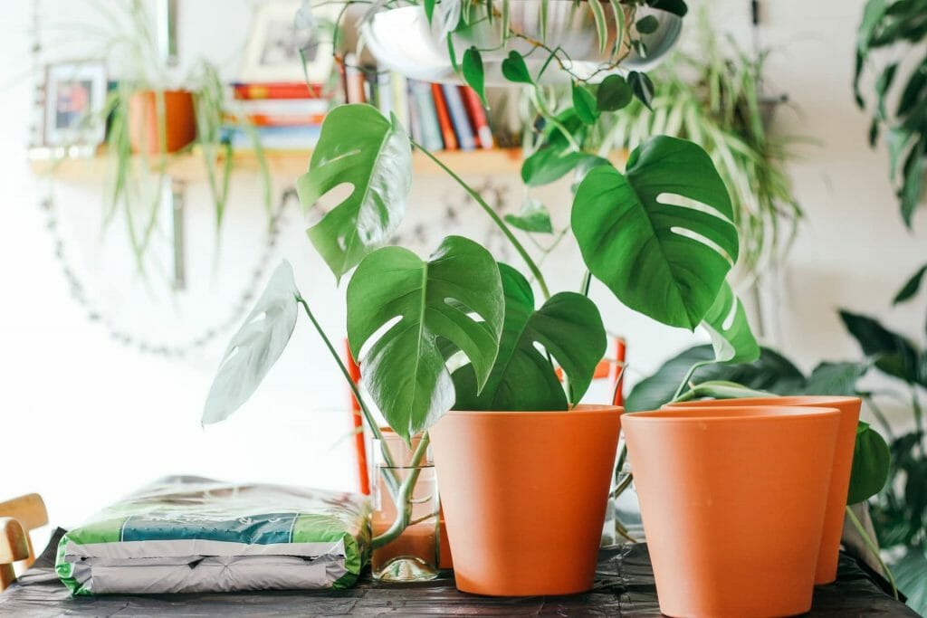 Feuilles de monstera jaunissant suite à la taille