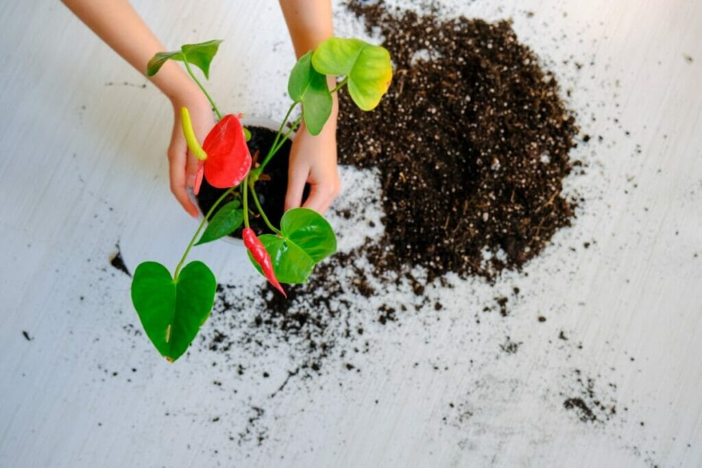 Comment propager les anthuriums