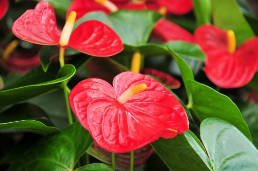 Attentes de croissance de l'anthurium