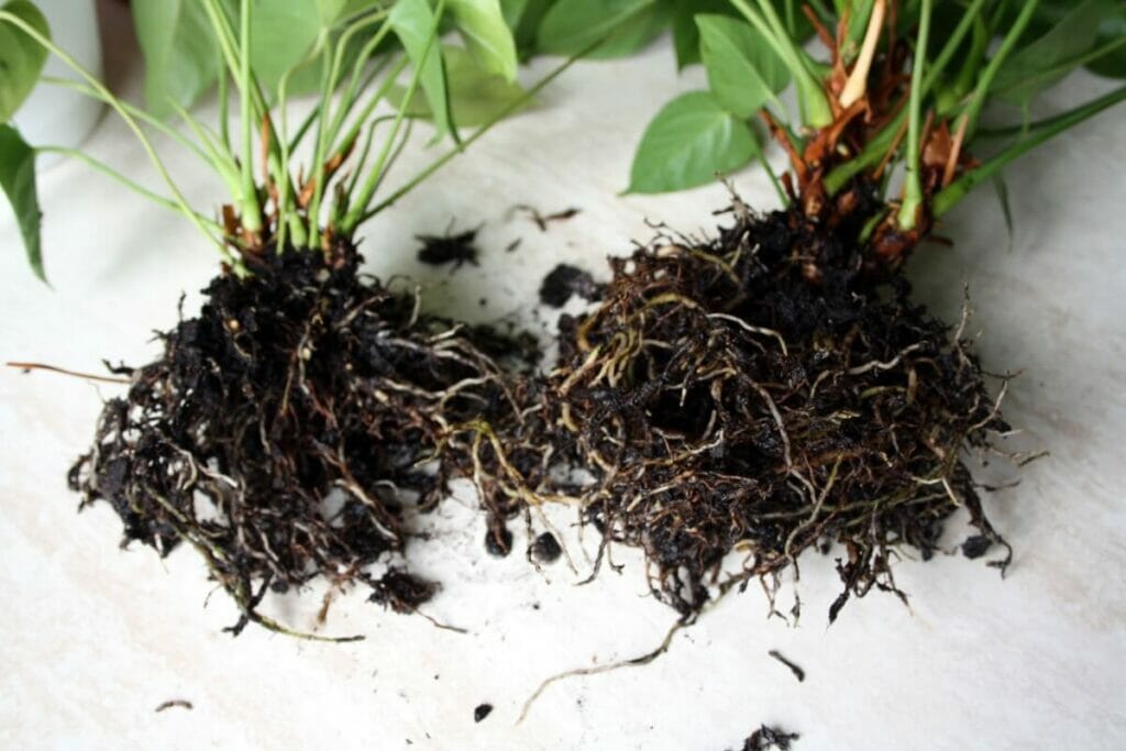 Propagation par division