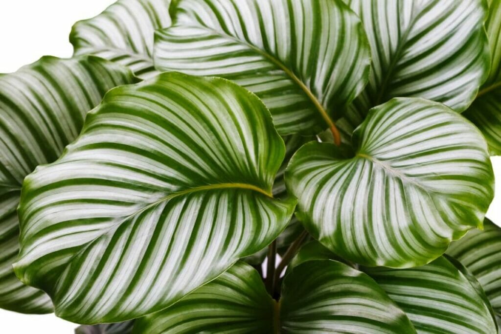 Comment faire pousser votre plante Calathea plus rapidement