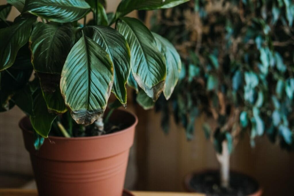 Signes d'un arrosage excessif de votre plante de lys de paix