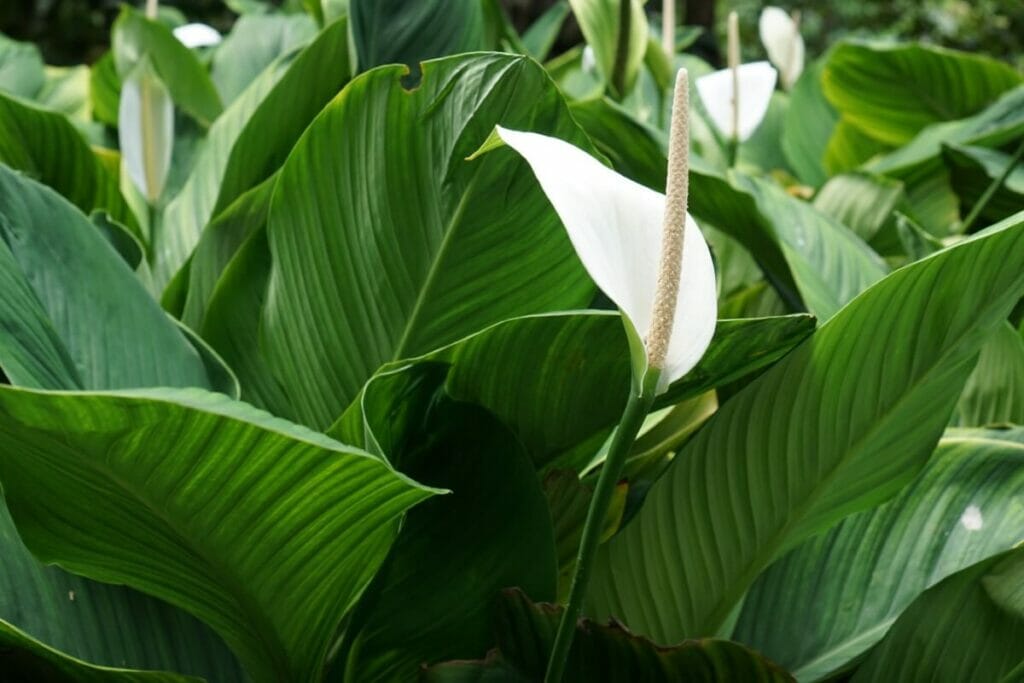 A propos des plantes de lis de paix