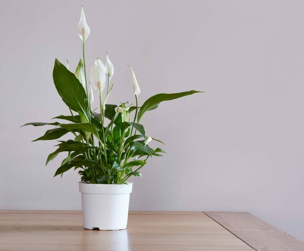 A propos des plantes de lis de paix