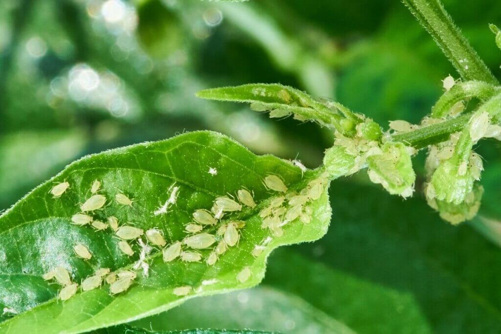 Les ravageurs et les maladies les plus courants des agrumes d'intérieur