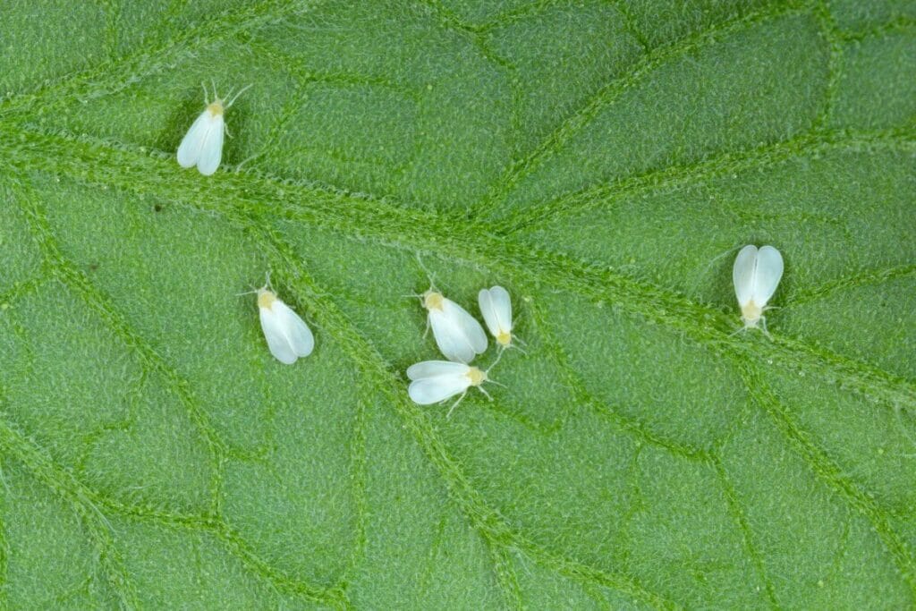 Les aleurodes