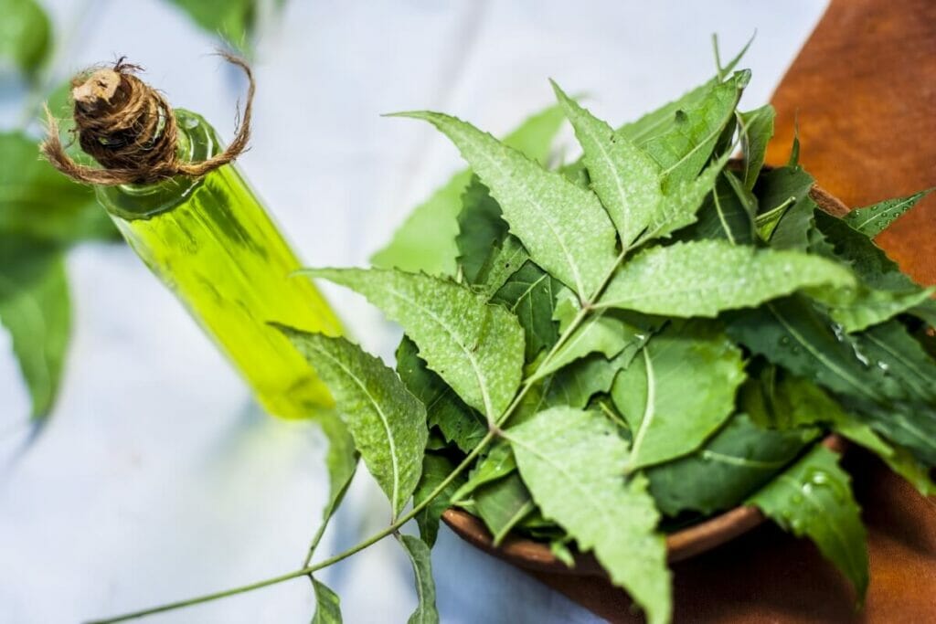 Options en matière de pesticides et d'insecticides